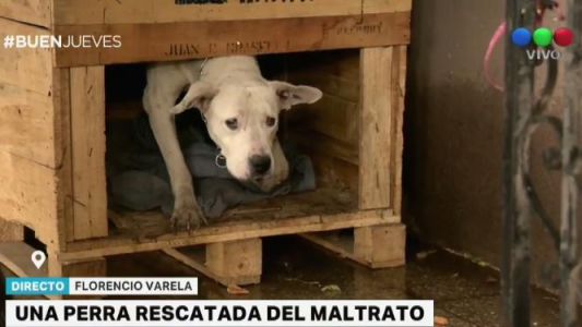 Rescataron a una perra e imputaron a su dueña por maltrato animal