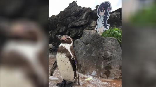 El pingüino que se enamoró de la figura de cartón de un personaje de comic
