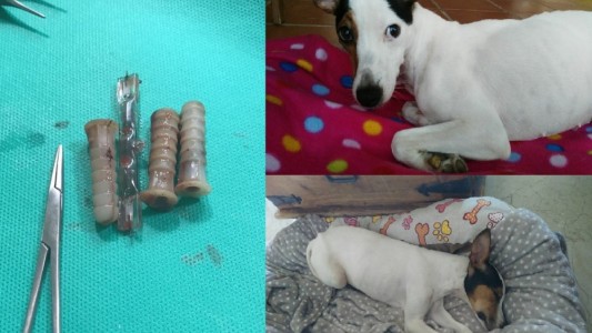 Salvaron a una perra a la que le habían introducido objetos en la vagina