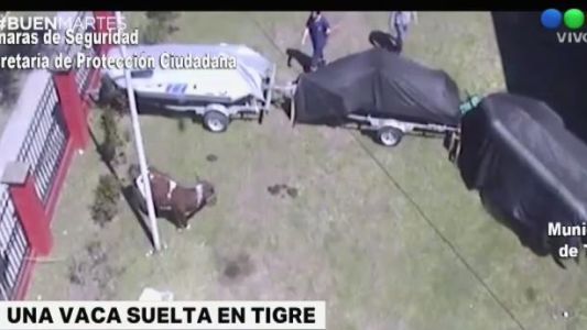 Una vaca fue encontrada en una calle de Benavídez