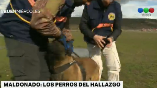 Los ocho perros que hicieron posible el hallazgo del cuerpo
