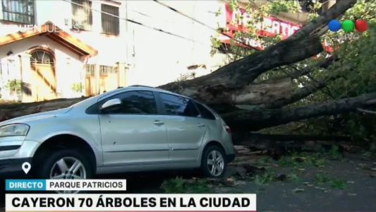 Cayeron más de 70 árboles por la tormenta