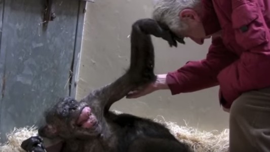 Conmovedor video: chimpance a punto de morir se despide de su cuidador