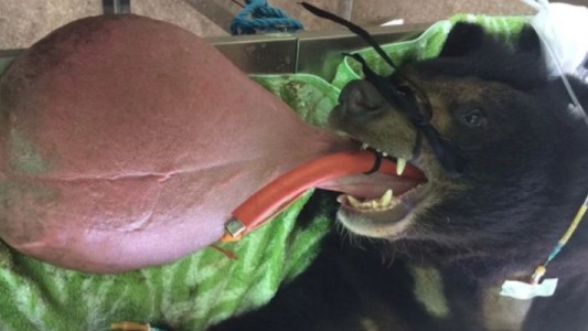 El extraño caso del oso tibetano al que no paraba de crecerle la lengua