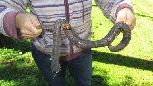 Causa revuelo el hallazgo de una lombriz gigante