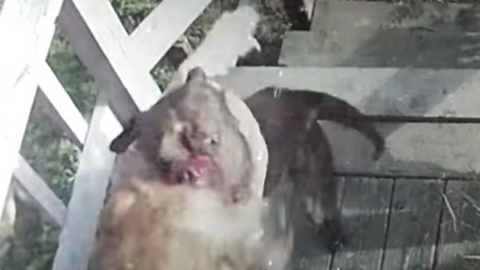 Video brutal: el ataque de un pitbull a otro perro