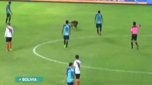 Un perro en la cancha