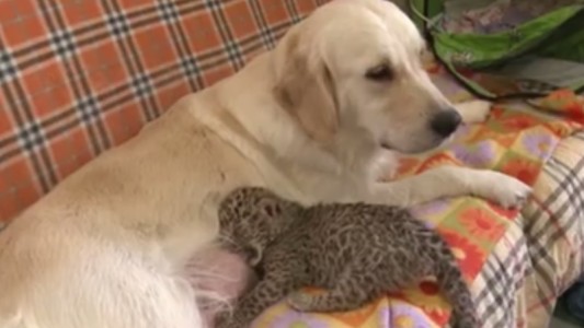 Video: perra adoptó a un leopardo recién nacido