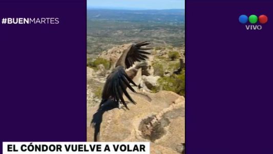 Liberan a un cóndor luego de meses de rehabilitación