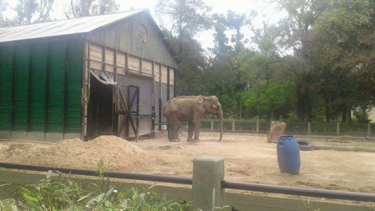 Expertos en elefantes revisarán a Pelusa, la estrella del Zoo de La Plata