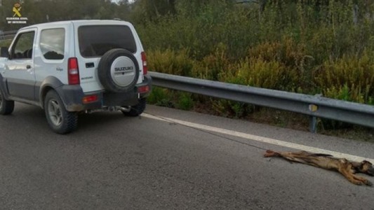 Ató a su cachorro a un jeep y lo mató tras arrastrarlo durante varios kilómetros