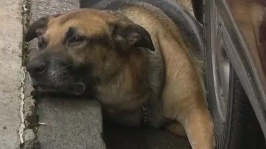 Conmoción en Caballito por un perro que fue atado a un poste y abandonado