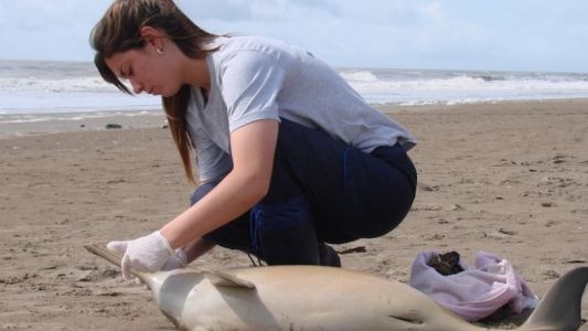 Aparecieron cuatro delfines muertos en la Costa Atlántica