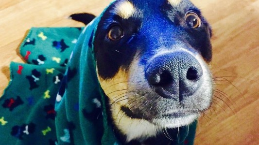 Este perro fingió estar enfermo para que sus dueños no vayan a trabajar y se queden con él