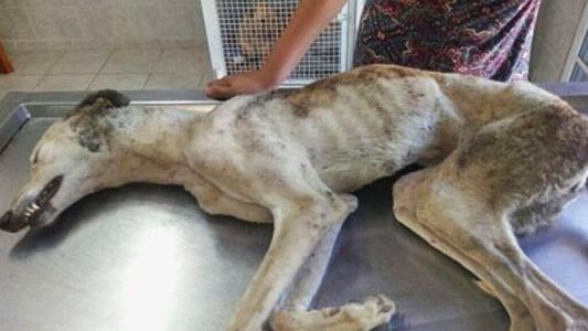 Horror en Tres Arroyos: un hombre mató a palazos a su perra