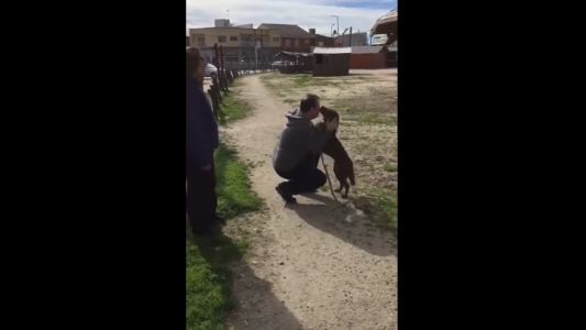 Video viral: el emotivo reencuentro de una perra con su dueño después de 3 años
