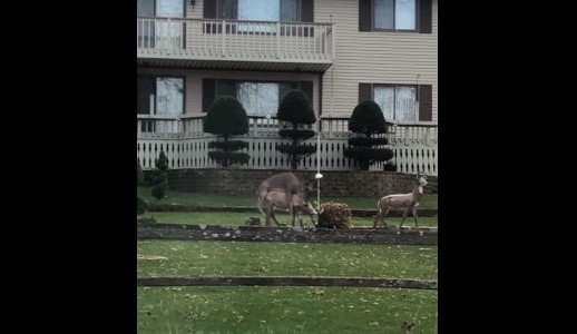 VIdeo viral: el ciervo "confundido" que intentó tener sexo con dos estatuas