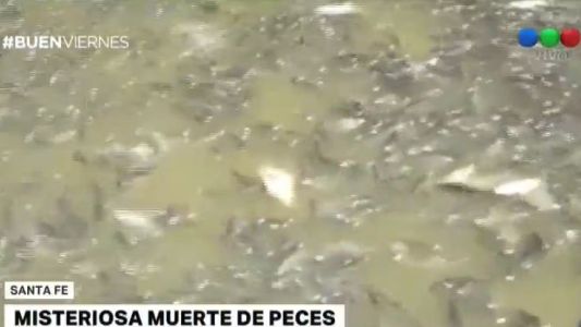 Alertan sobre mortandad de peces en Santa Fe