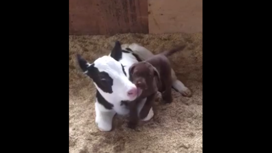 Viral tierno: el video de un cachorro jugando con un ternero