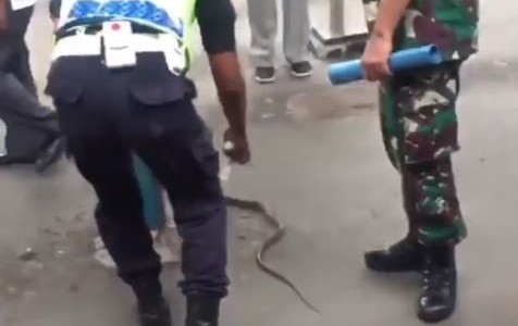 Video: un pasajero mató a una serpiente en el tren para no llegar tarde al trabajo