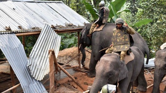 Video: policía en India usó elefantes para desalojar un asentamiento ilegal