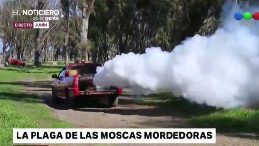 Barigüíes: una plaga de moscas que muerden altera a los bonaerenses