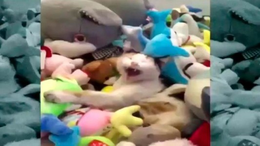 Video viral: así reacciona un gato que se queda encerrado en una máquina de peluches