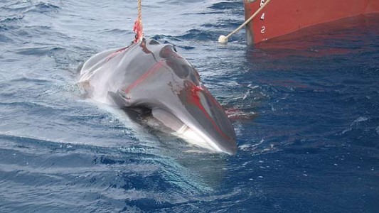 Video brutal: así cazan ballenas los buques japoneses