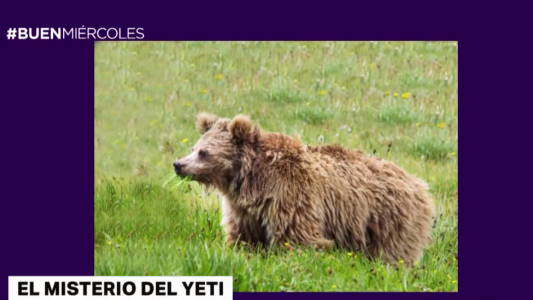 Misterio del Yeti resuelto: el abominable hombre de las nieves era un oso