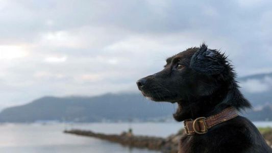 Sin esperanzas: así espera el perro Comando a los tripulantes del submarino ARA San Juan