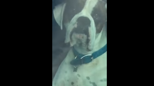 Furor en las redes por un perro que toca la bocina del auto para que su dueño lo vaya a buscar