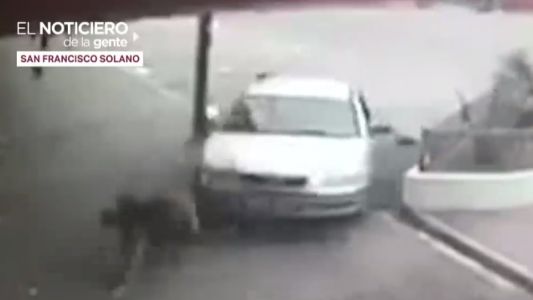Lo atropellaron y lo dejaron abandonado