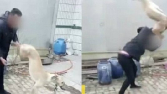 Video escalofriante: su galgo perdió una carrera en China y lo mató a golpes