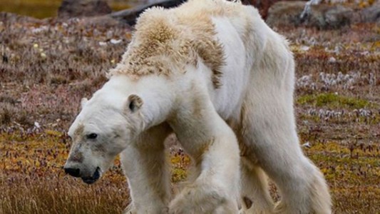 La agonía de un oso polar desnutrido que muestra el impacto del calentamiento global