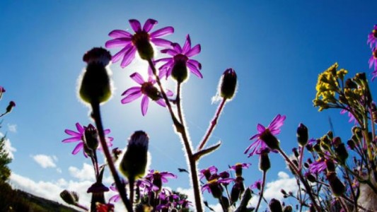 Descubren que las plantas también reaccionan a la anestesia