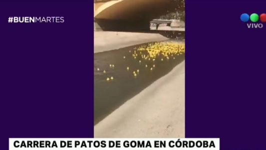 Insólita carrera de patos de goma