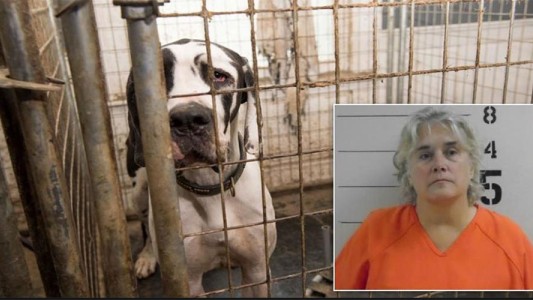 Condenaron por maltrato animal a una mujer que vivía con 84 perros hacinados en su mansión de EE.UU.