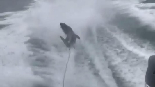 Van a juicio los hombres que torturaron brutalmente a un tiburón y lo mostraron en redes sociales