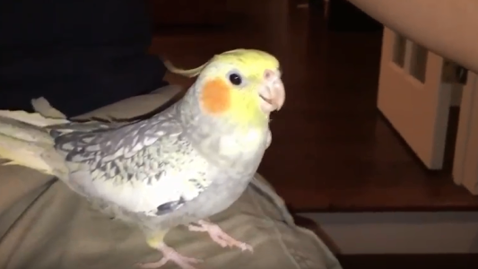 Viral: la cacatúa que canta el tono de llamada del iPhone para que su dueño no salga de casa