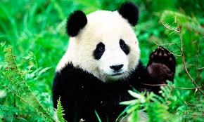 Una empresa china transforma el excremento de oso panda en pañuelos de papel
