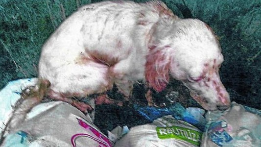 Maltrato animal: golpearon brutalmente a un perro y lo tiraron en un contenedor de basura