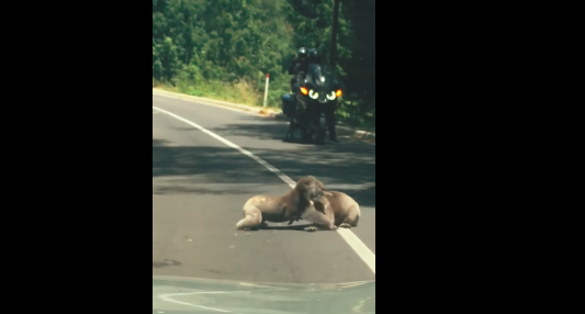 Video: una pelea entre dos koalas paralizó el tránsito en Australia