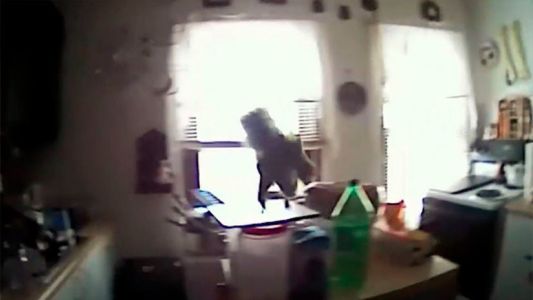 Video: una ardilla "atacó" a dos agentes de la Policía de Nueva York