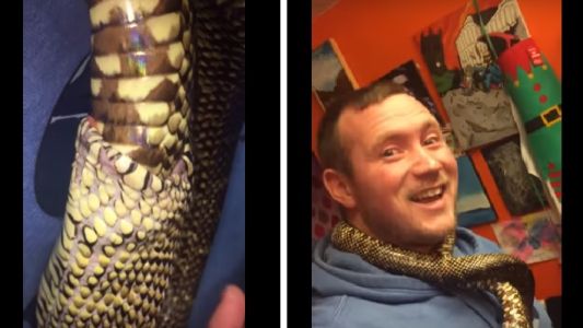 Polémica tras el video de una serpiente que se come a sí misma