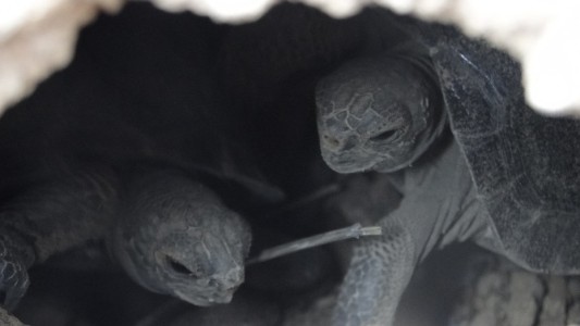 Luego de un siglo, nacieron tortugas en Islas Galápagos