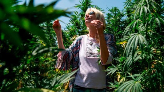 Punta del Este: Turistas preguntan primero la clave de Wi-Fi y luego dónde comprar marihuana