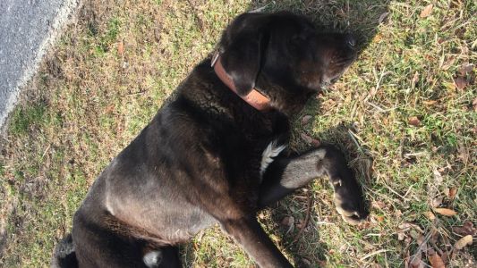 Tizón, el perro que se hace el muerto para que le hagan mimos y enamora a todos en las redes