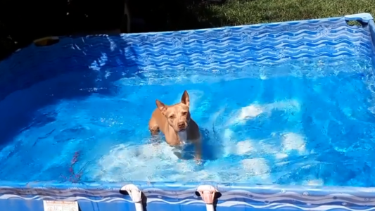 La perrita que nada en la pelopincho y conquista a todos en las redes sociales