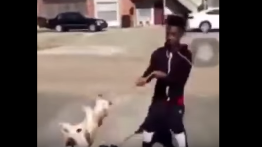 Buscan a un joven que se filmó revoleando a dos perros por el aire