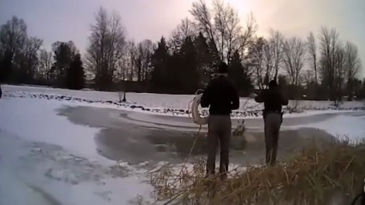 Video: el rescate de un caballo que quedó atrapado en un lago congelado